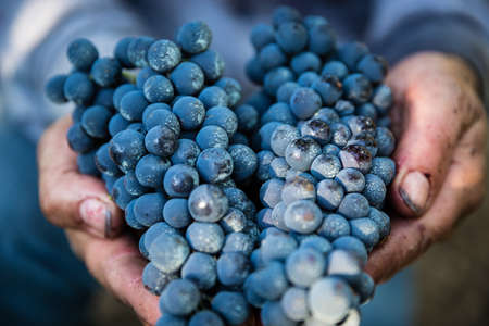 Black grapes harvest in Apulia, south Italyの写真素材