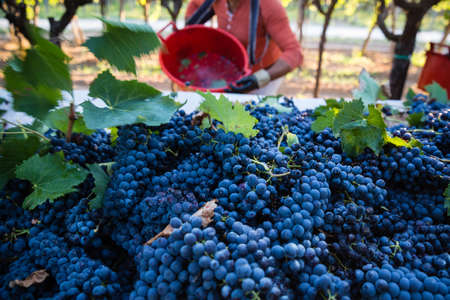 Black grapes harvest in Apulia, south Italy