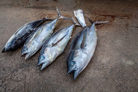 Whole raw tuna freshly caught on the ground in the street on the asphalt. In the resort of Negombo...