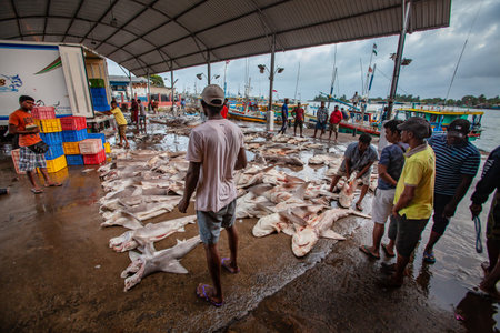 Negombo, Sri Lanka. July 20, 2016: Sellers in the famous fish market in Negombo in Sri Lanka near Colombo.のeditorial素材
