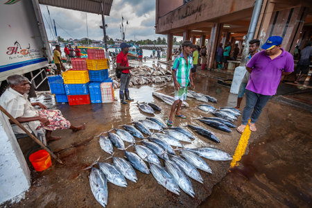 Negombo, Sri Lanka. July 20, 2016: Sellers in the famous fish market in Negombo in Sri Lanka near Colombo.のeditorial素材