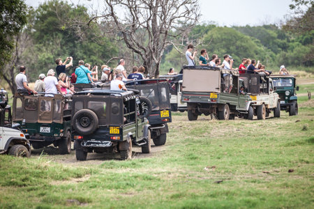 Minneriya, Sri Lanka. July 21, 2016: Minneriya National Park. Many jeeps carrying many tourists visiting the famous national park of Sri Lanka. A row of cars goes into the park in search of animals.のeditorial素材