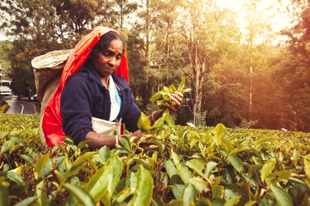 Nuwara Eliya, Sri Lanka. July 25, 2016: Woman working on Sri Lankan tea plantation. A woman from Nuwara Eliya is picking tea leaves at a plantation in Sri Lanka.のeditorial素材