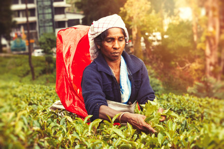 Nuwara Eliya, Sri Lanka. July 25, 2016: Woman working on Sri Lankan tea plantation. A woman from Nuwara Eliya is picking tea leaves at a plantation in Sri Lanka.のeditorial素材