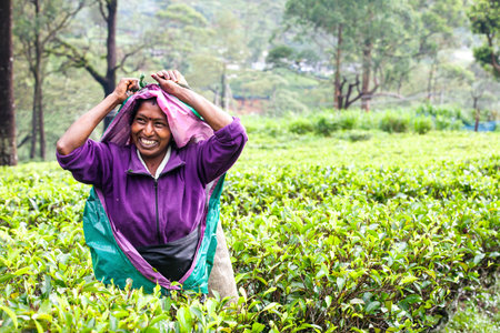 Nuwara Eliya, Sri Lanka. July 25, 2016: Woman working on Sri Lankan tea plantation. A smiling woman from Nuwara Eliya is picking tea leaves at a plantation in Sri Lanka.のeditorial素材