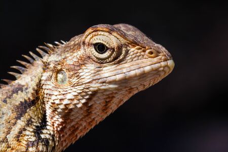 Agamid lizard. Agamidae. Asian lizard. Close up shot taken with professional macro lens. Deep details. Location: Sri Lankaの写真素材