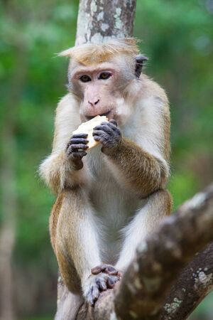 Bonnet macaque monkeys eating. A monkey is eating sitting on a branch of a tree. Sri Lanka.