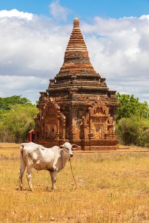 Buddhist pagoda temple. Bagan, Myanmar. Home of the largest and denset concentration of religion Buddhist temples, pagodas, stupas and ruins in the world. Cow in the foreground.の写真素材