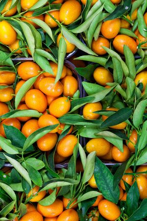 Malayan kumquat fortunella foliage and fruit background.の写真素材