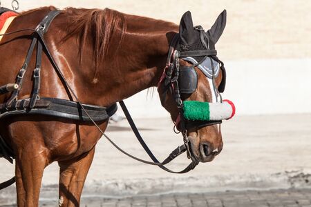 Horse. Portrait of a brown horse with bridle. Italian flag in his face. Horse of a Roman chariot. Rome Italy.の写真素材