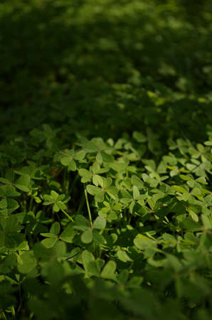 Looking for the four-leaf clover