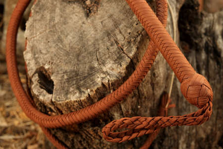 Cowboy Whip Curled Around Tree Trunk