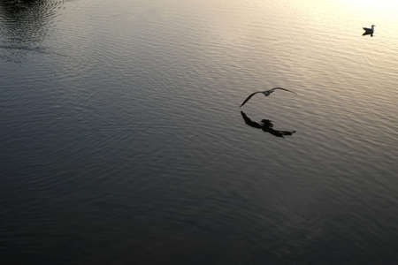 Seagull flying close to waterの写真素材