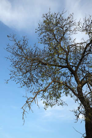 A tall almond tree with a blue sky behindの写真素材