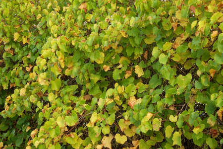 Vineyard during Autumn. Showing Autumn seasonの写真素材