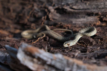 Wild snake going inside a tree trunk. Malpolon monspessulanusの写真素材