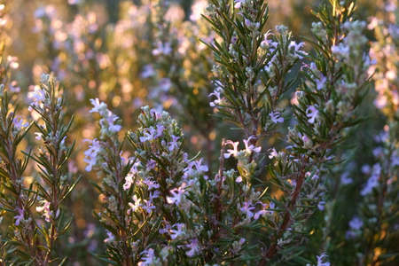Rosemary flowers at sunsetの写真素材