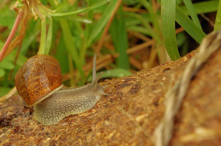 Snail crawling a garden tree after a light rain - Iの写真素材