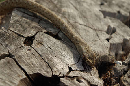 A green and brown wild snake on a tree trunk, close up shot. Malpolon monspessulanusの写真素材