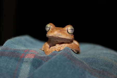 exoticの写真素材