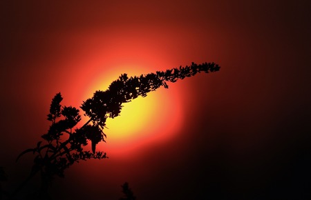 Backlit flowerの写真素材