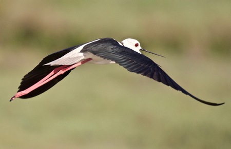 knight of Italyの写真素材