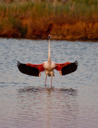 flamingoの写真素材