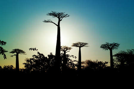 baobabs sunrise Madagascarの写真素材