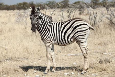 little zebra portait namibiaの写真素材