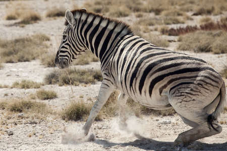 little zebra portait namibiaの写真素材