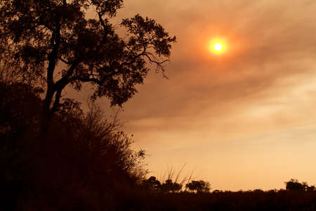 African sunset on the savanna plainsの写真素材