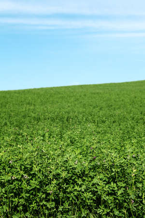 picturesque green field and blue sky whit shadowの写真素材