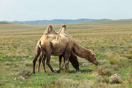 camel on mongoliaの写真素材