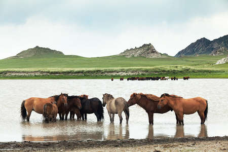 mongolian horseの写真素材