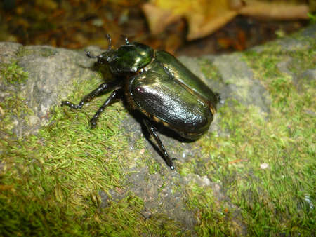 The big beatle