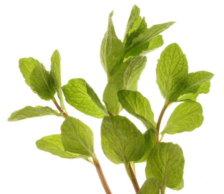 Mint plantの写真素材