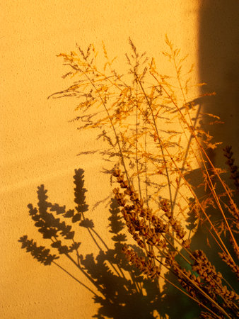 Silhouette of grass on the background of the yellow wall.