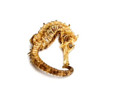 Souvenir varnish dried hippocampus (sea-horse)の写真素材