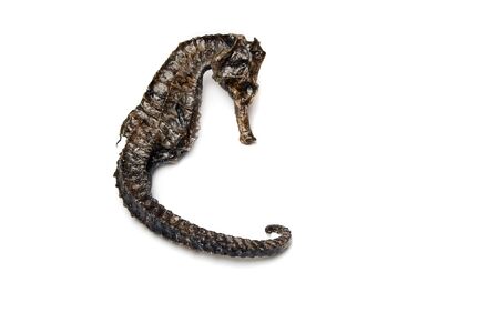 Souvenir varnish dried hippocampus (sea-horse)