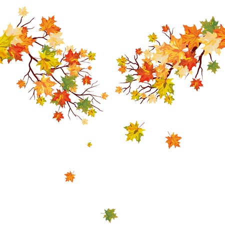 Autumn maple tree with  falling leaves. illustration.のイラスト素材
