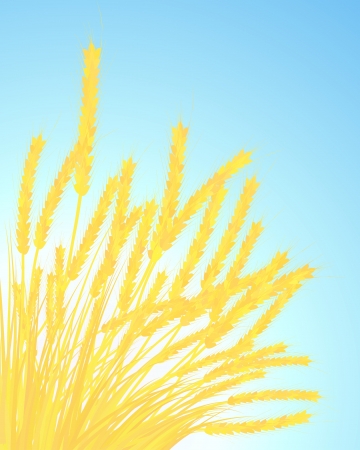 Ears of wheat on blue sky background. のイラスト素材