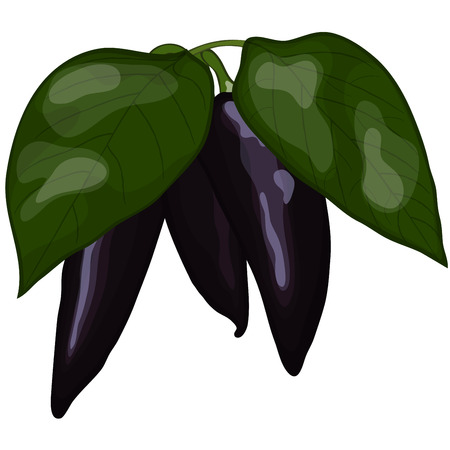 Fresh violet peppers. EPS 10 vector illustration with transparency.のイラスト素材