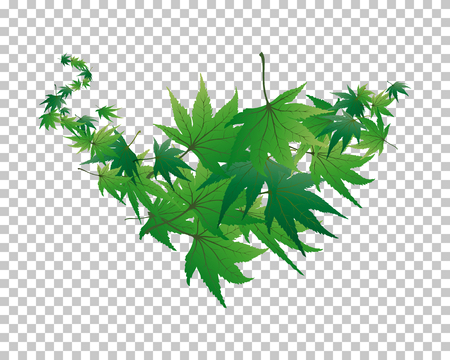 Twisted row of  maples leaves with transparency grid on back. Vector Illustration.のイラスト素材