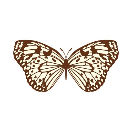 Sketch of Butterfly. Brown Line Color Design.  Vector Illustration.のイラスト素材
