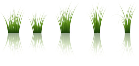 Vector grass silhouettes background with reflection in water. All objects are separated.のイラスト素材
