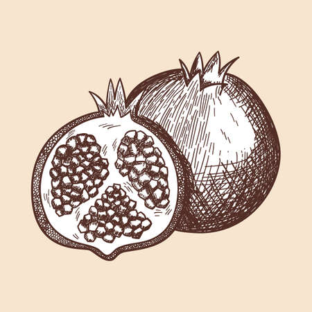 Icon Of Pomegranate. Hand Drawn Sketch. Retro Vintage Design. Vector Illustration.のイラスト素材