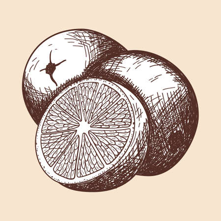 Icon Of Orange. Hand Drawn Sketch. Retro Vintage Design. Vector Illustration.のイラスト素材