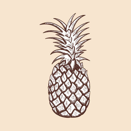 Icon Of Pineapple. Hand Drawn Sketch. Retro Vintage Design. Vector Illustration.のイラスト素材
