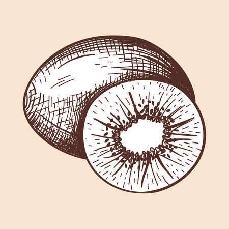 Icon Of Kiwi. Hand Drawn Sketch. Retro Vintage Design. Vector Illustration.のイラスト素材