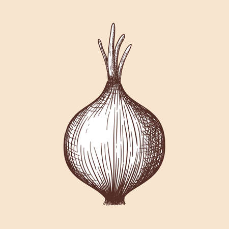 Onion Icon.のイラスト素材